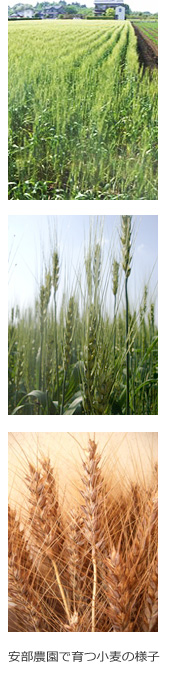 阿部農園で育つ小麦の様子